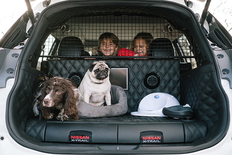 smart car dog guard